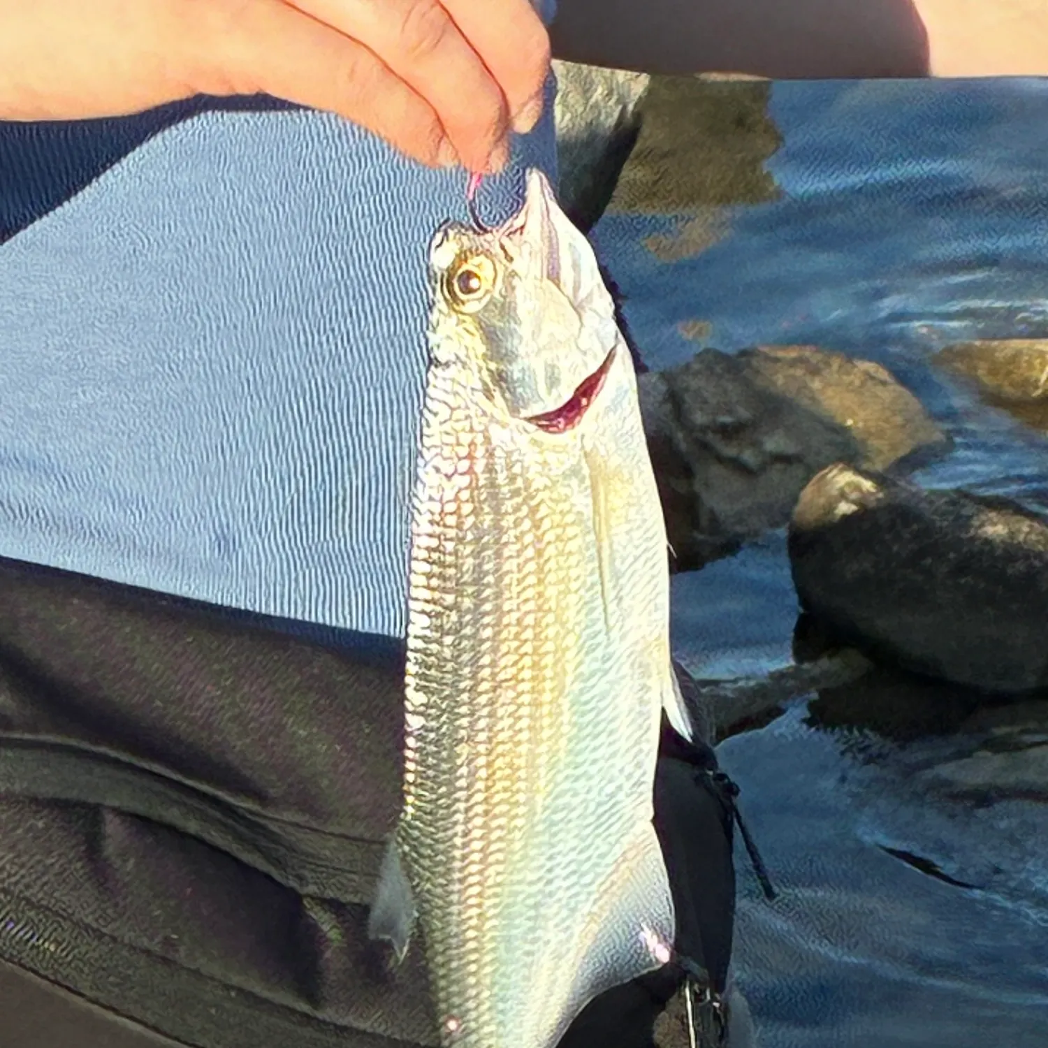 The most recent Goldeye catches on Fishbrain