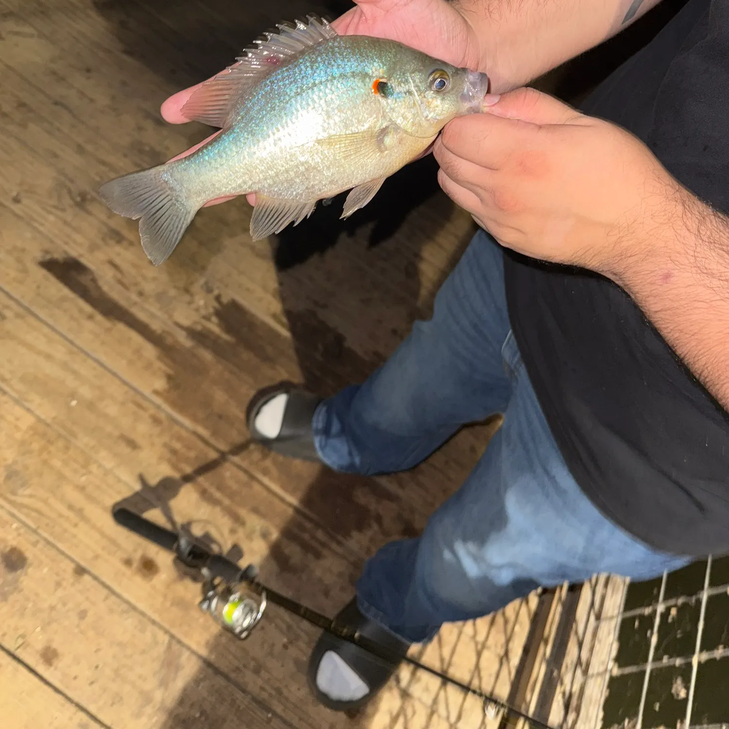 Redear x bluegill caught on Fishbrain