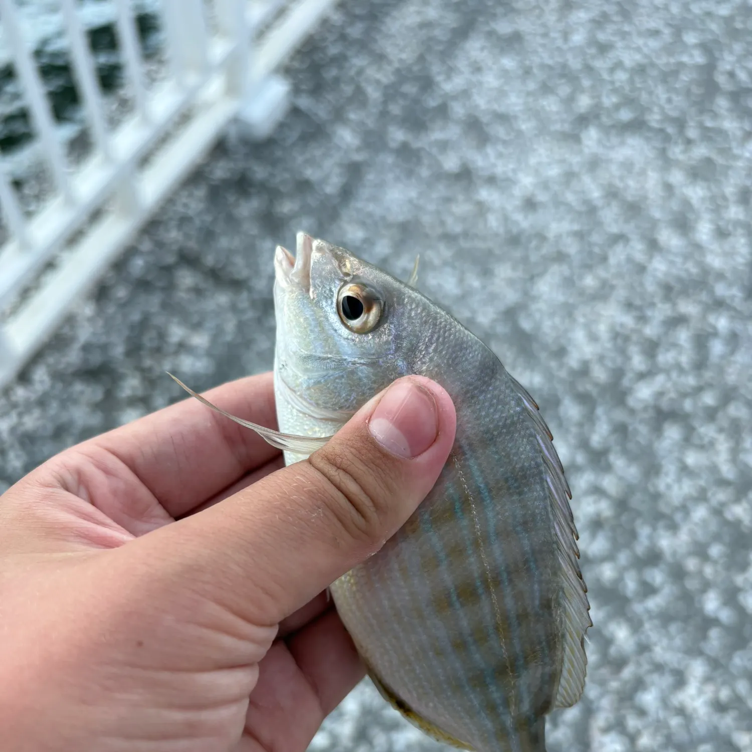 Pinfish caught on Fishbrain