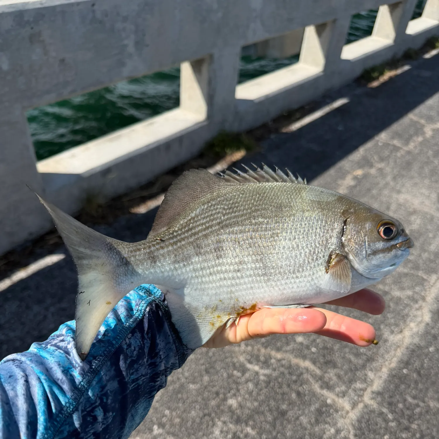 Bermuda sea chub caught on Fishbrain