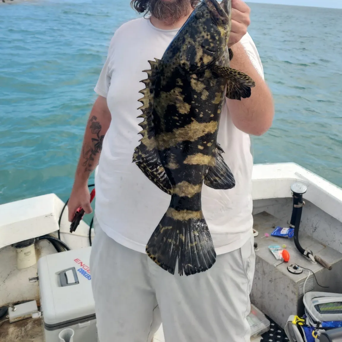 Atlantic goliath grouper caught on Fishbrain