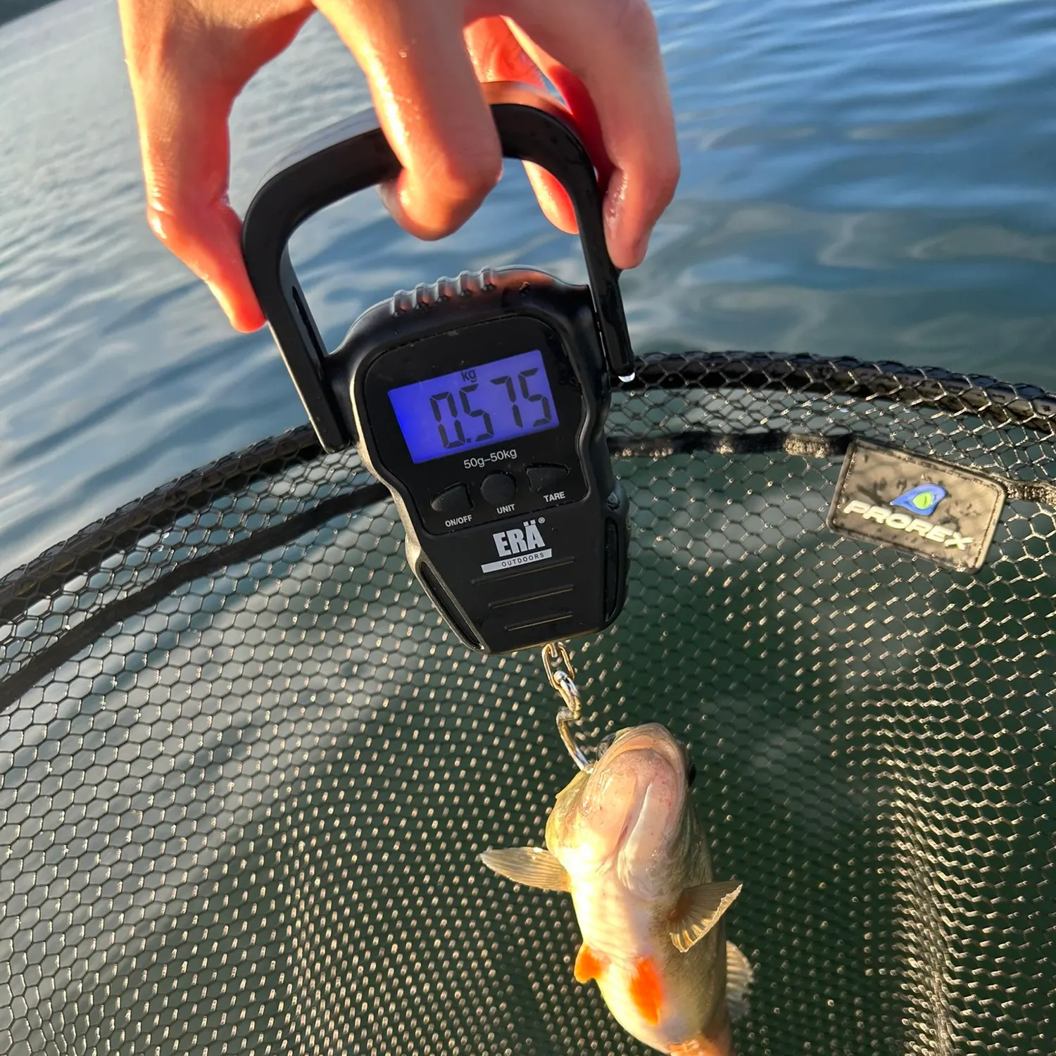 European perch caught on Fishbrain