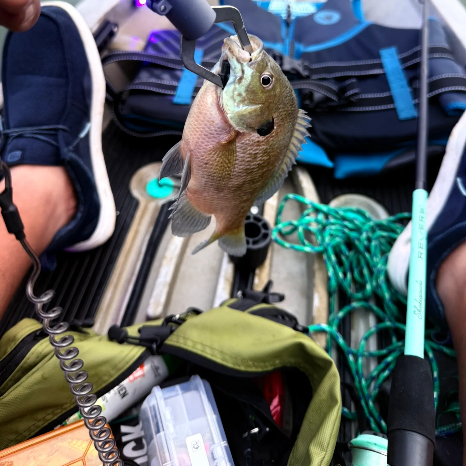 Bluegill caught on Fishbrain