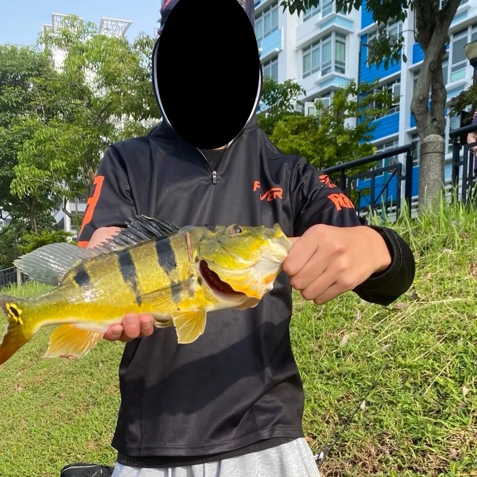 The most recent Monoculus peacock bass catches on Fishbrain