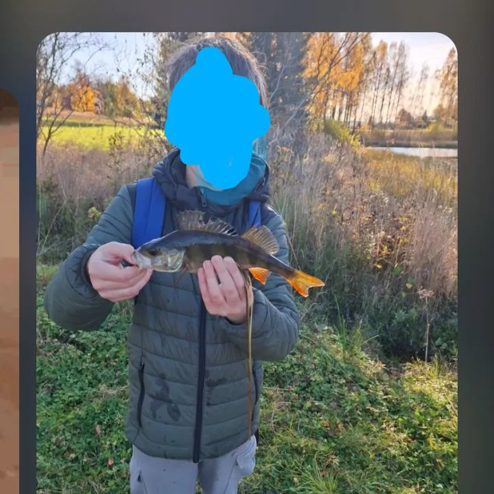 European perch caught on Fishbrain