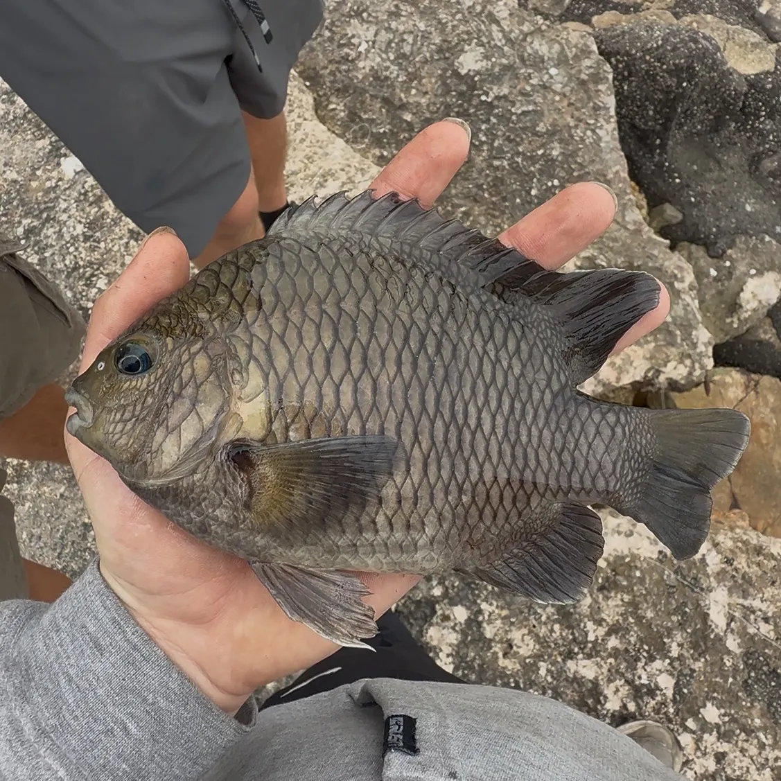 The most recent Night Sergeant catches on Fishbrain