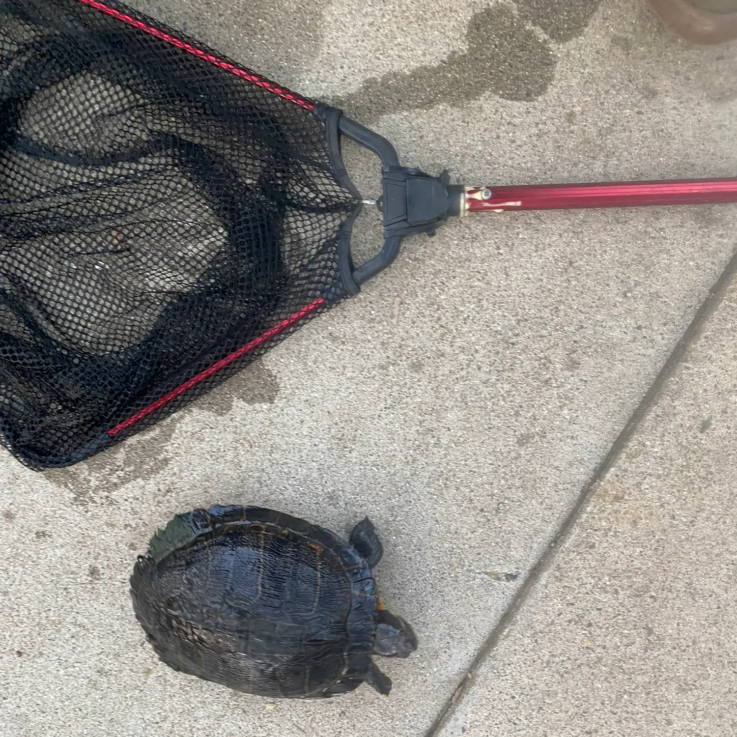 Pond slider turtle caught on Fishbrain