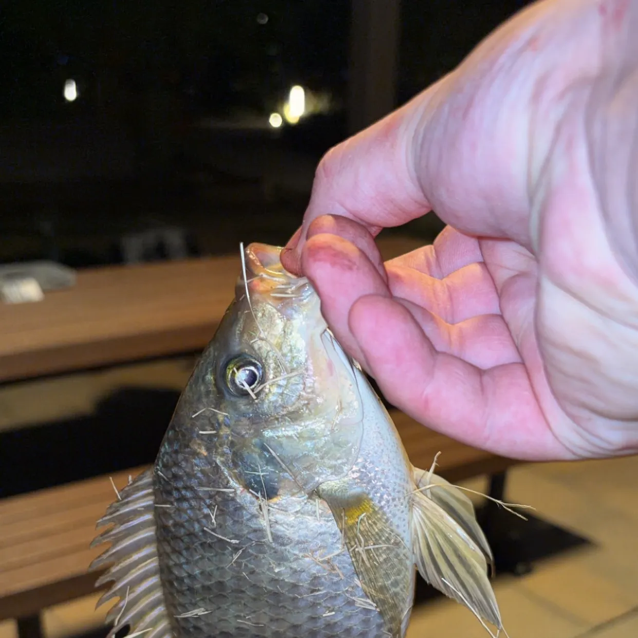 Nile tilapia caught on Fishbrain