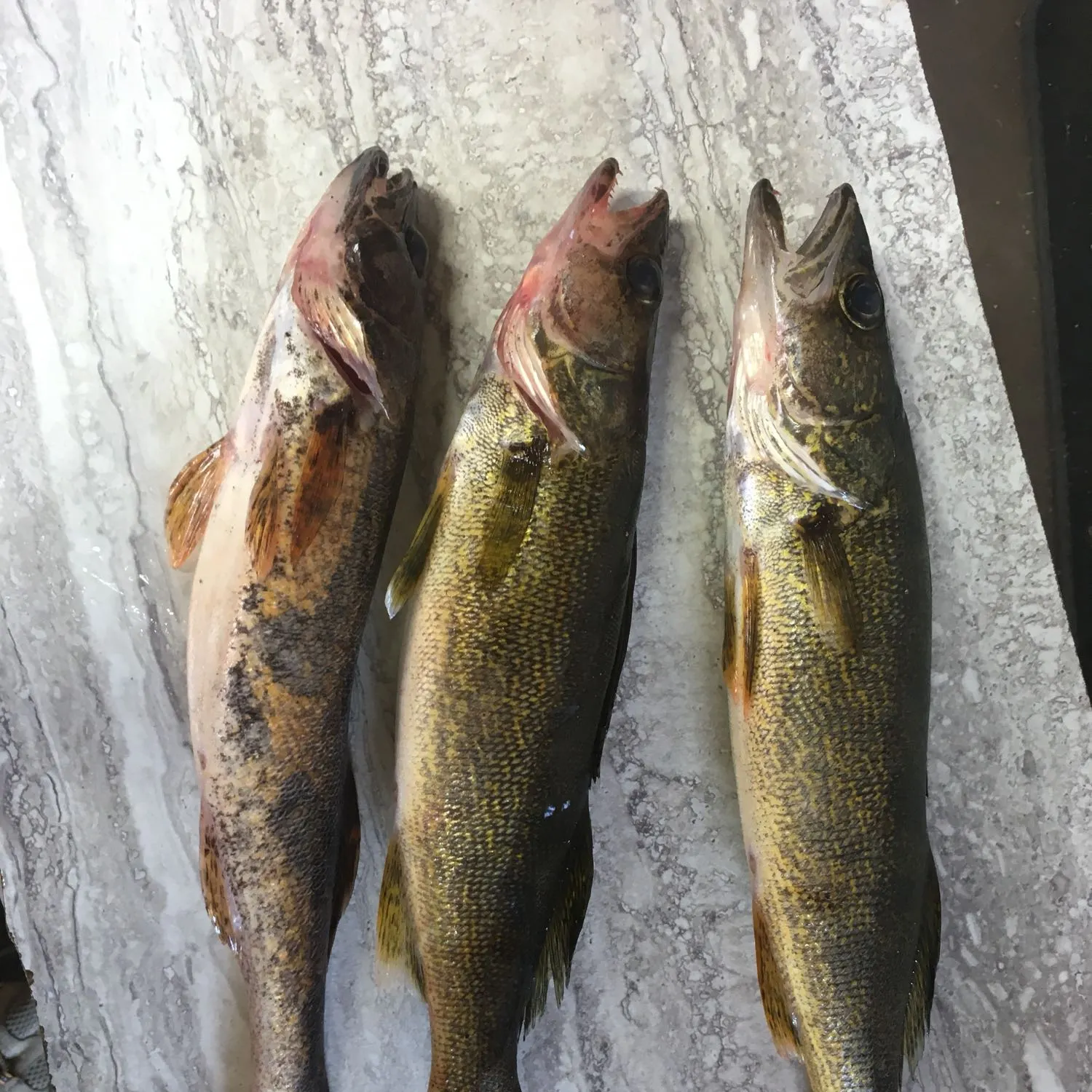 recently logged catches