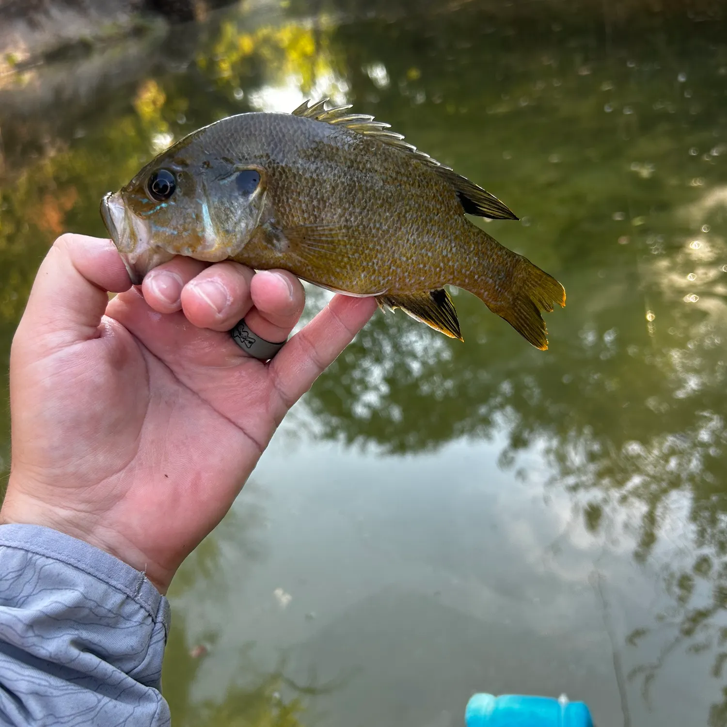 Green sunfish caught on Fishbrain