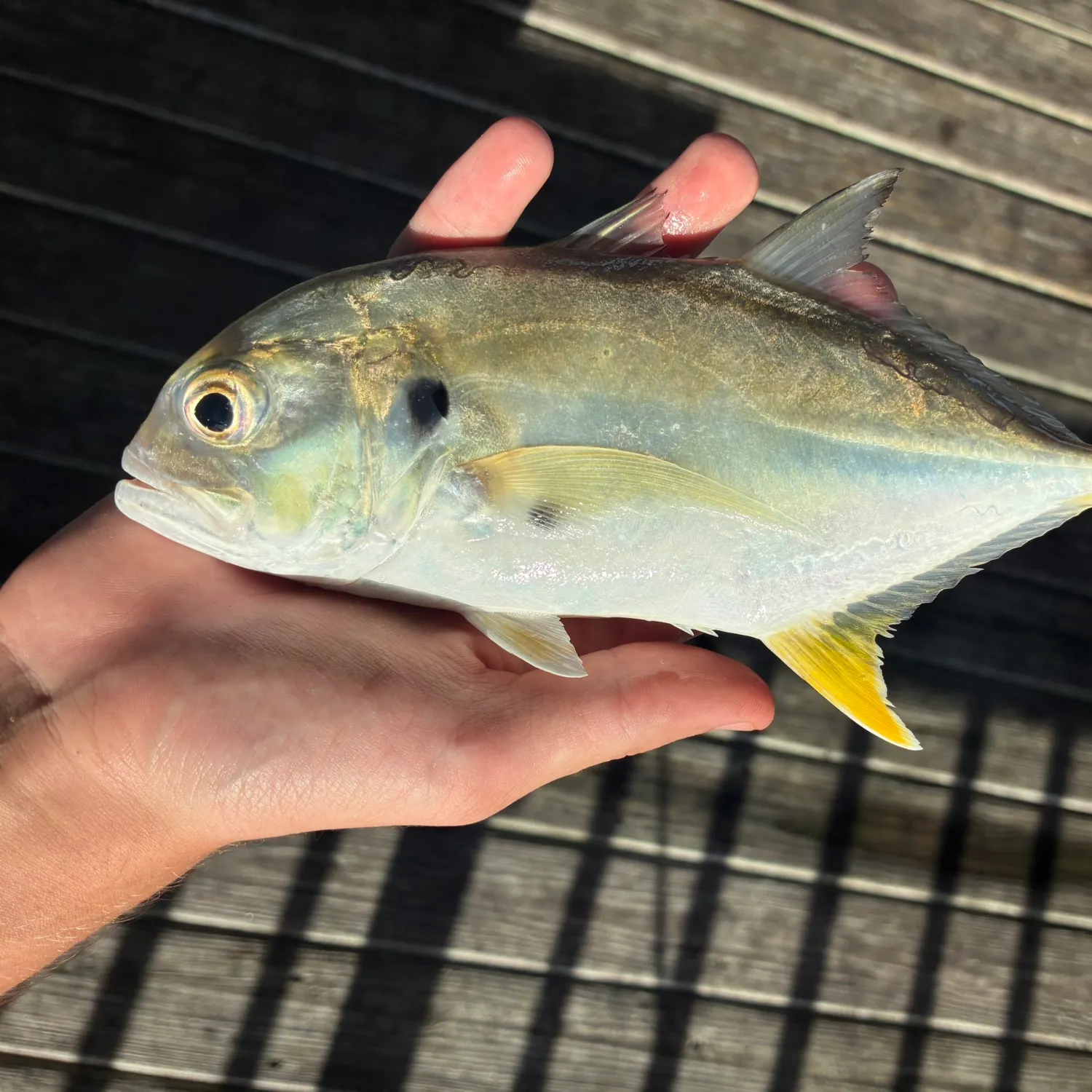 The most recent Crevalle jack catches on Fishbrain