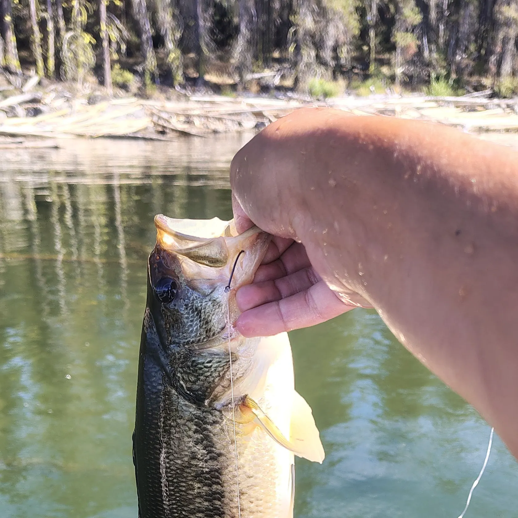 Largemouth bass caught on Fishbrain