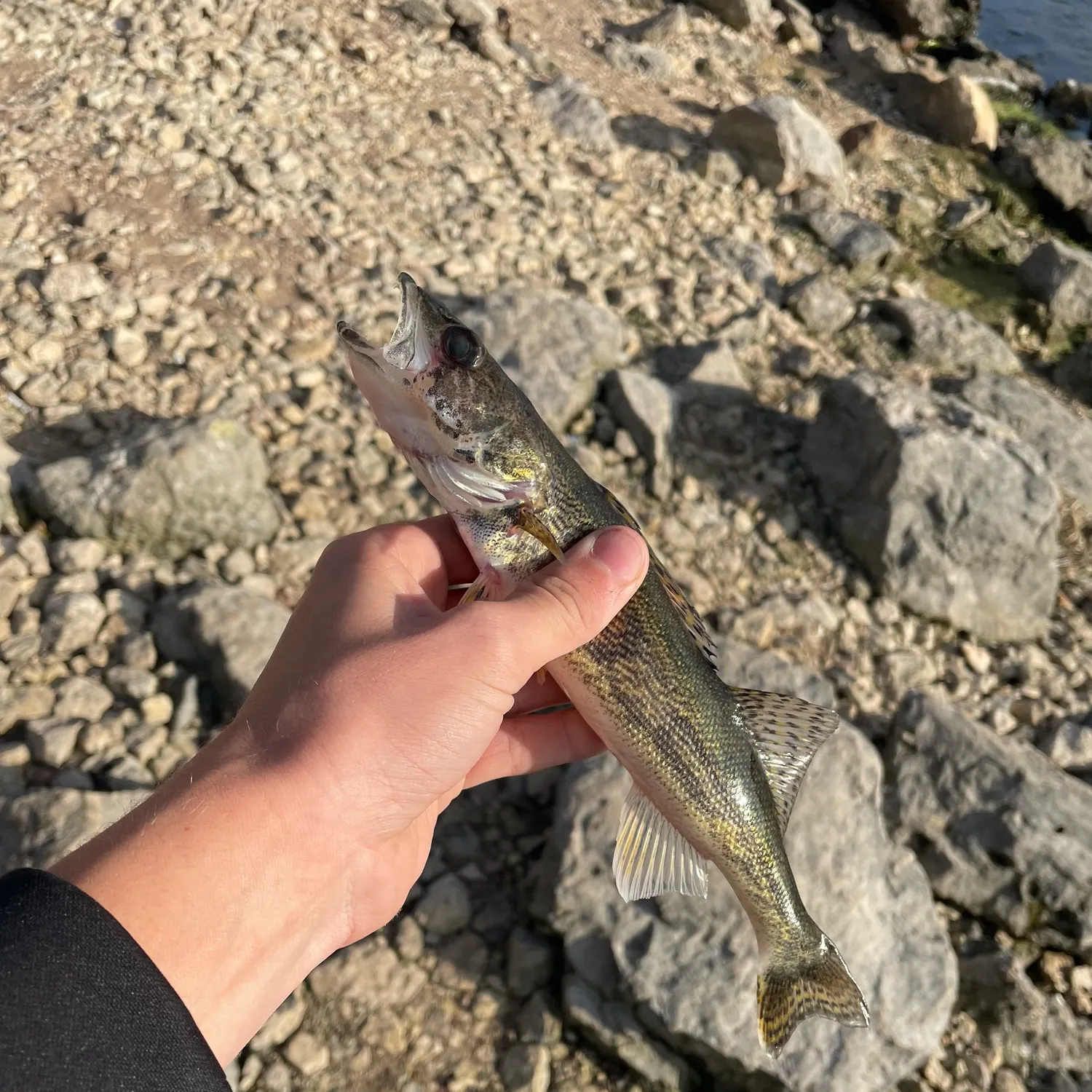 The most recent Sauger catches on Fishbrain