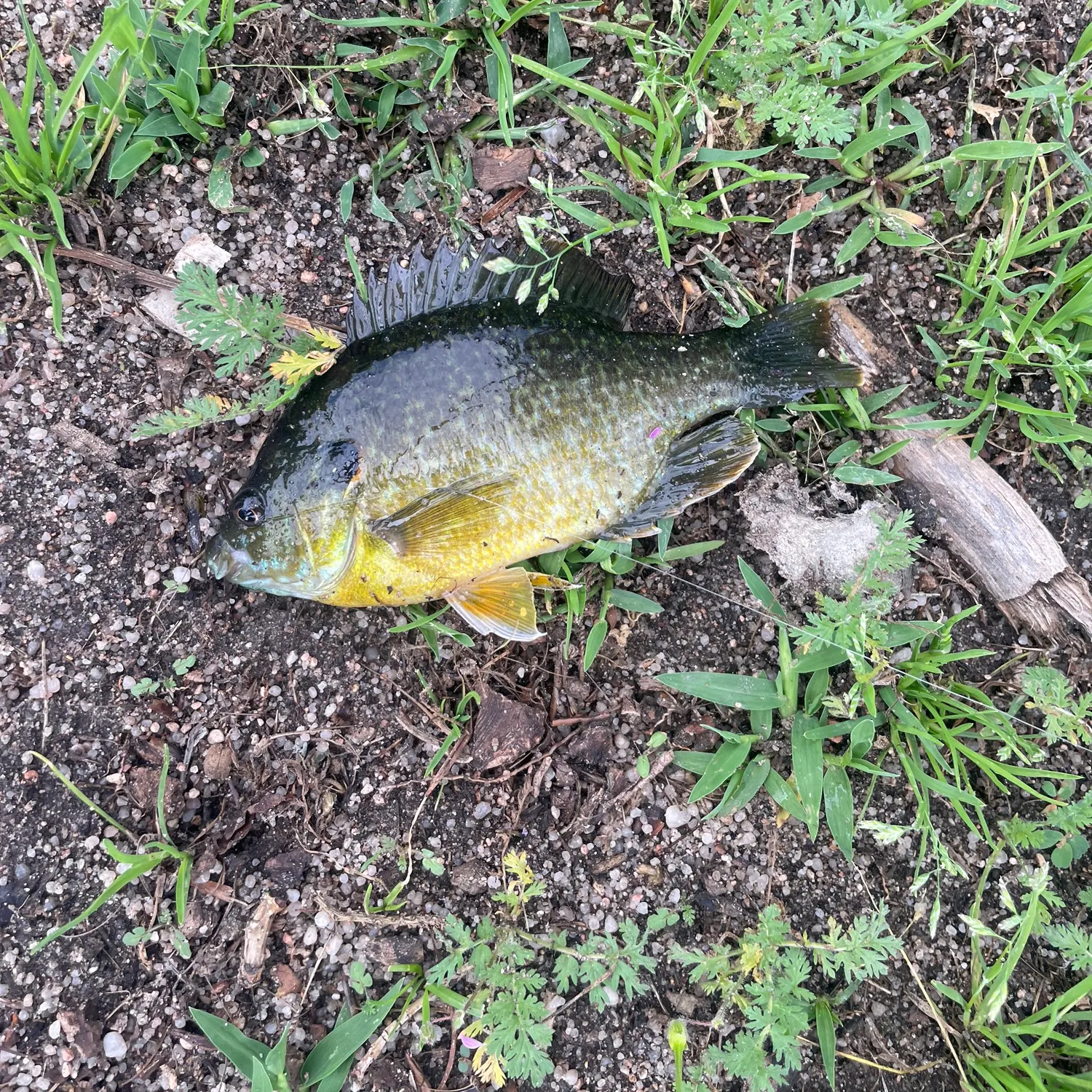 Greengill hybrid caught on Fishbrain