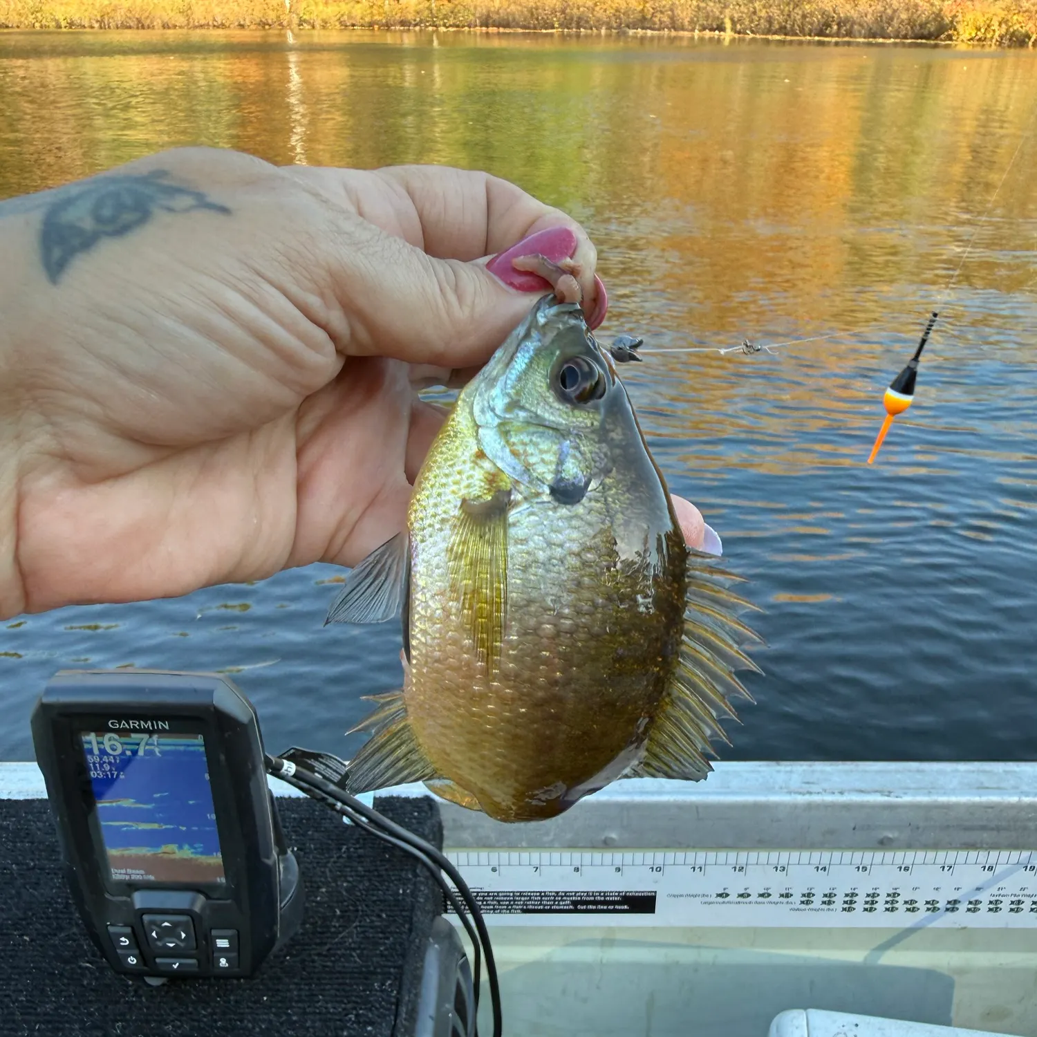 Bluegill caught on Fishbrain