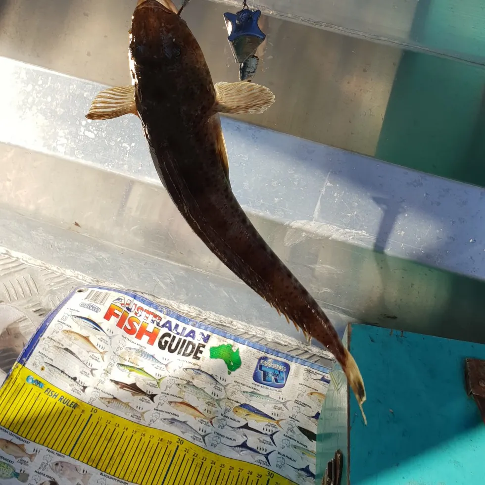 Dusky flathead caught on Fishbrain