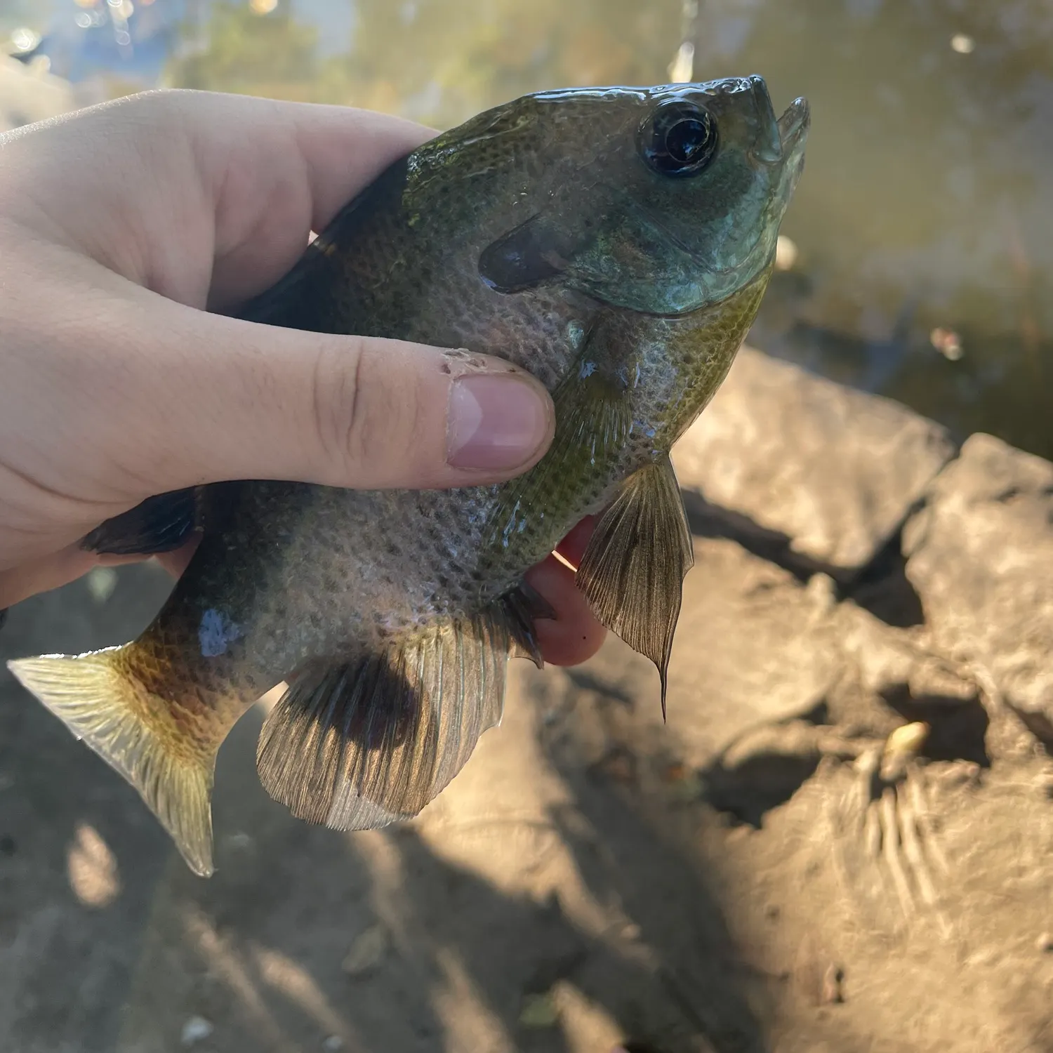 Bluegill caught on Fishbrain