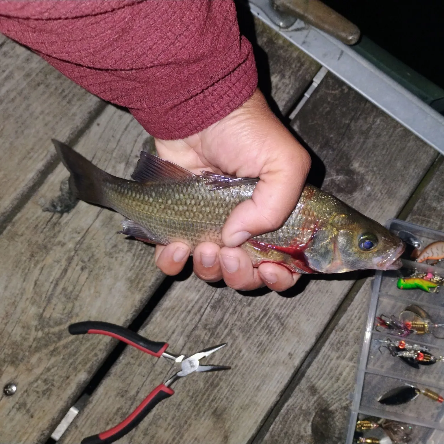 recently logged catches