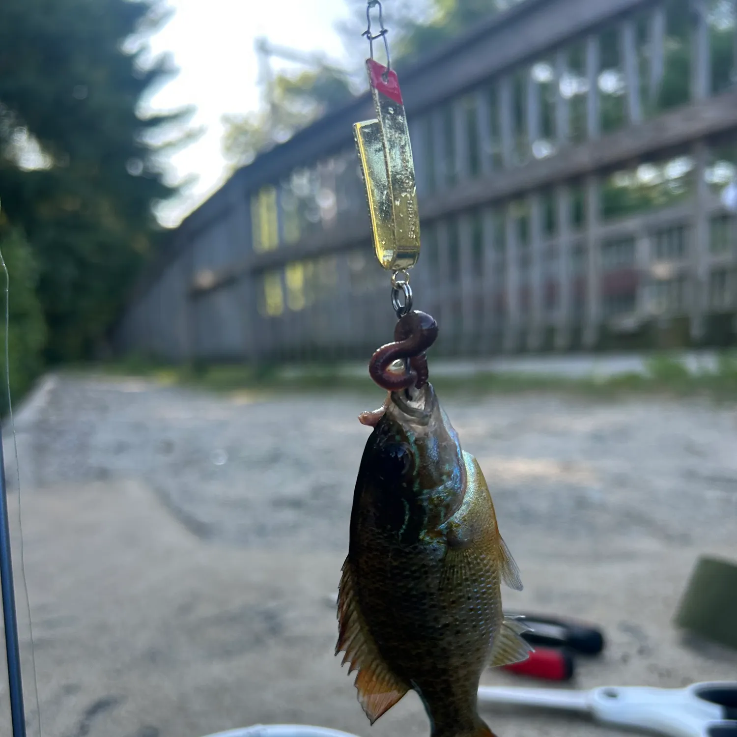 Bluegill caught on Fishbrain