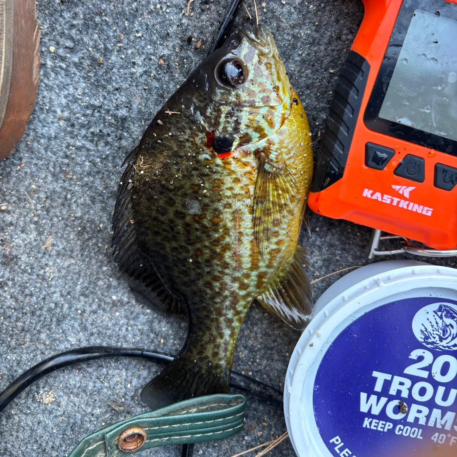 Pumpkinseed caught on Fishbrain