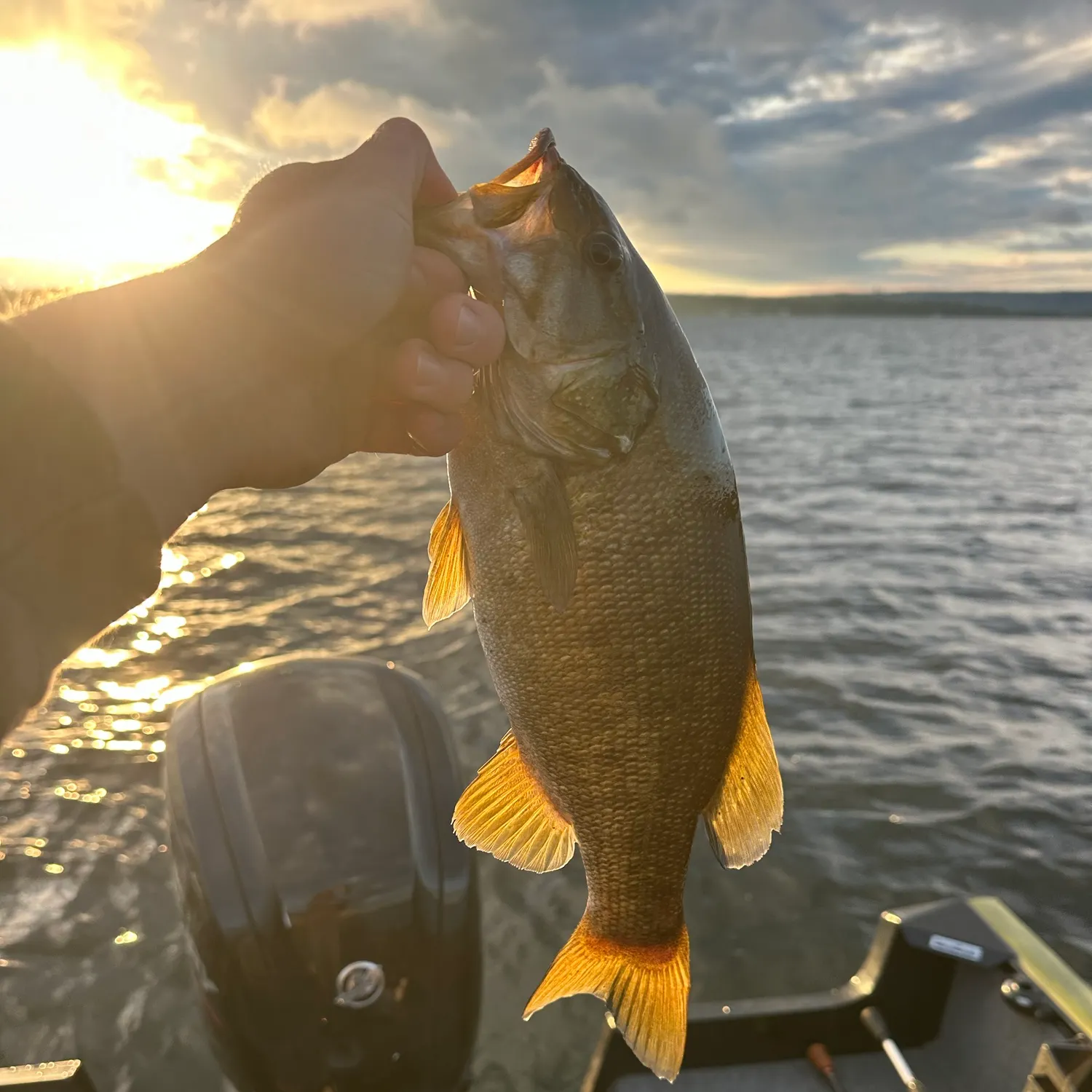 Smallmouth bass caught on Fishbrain