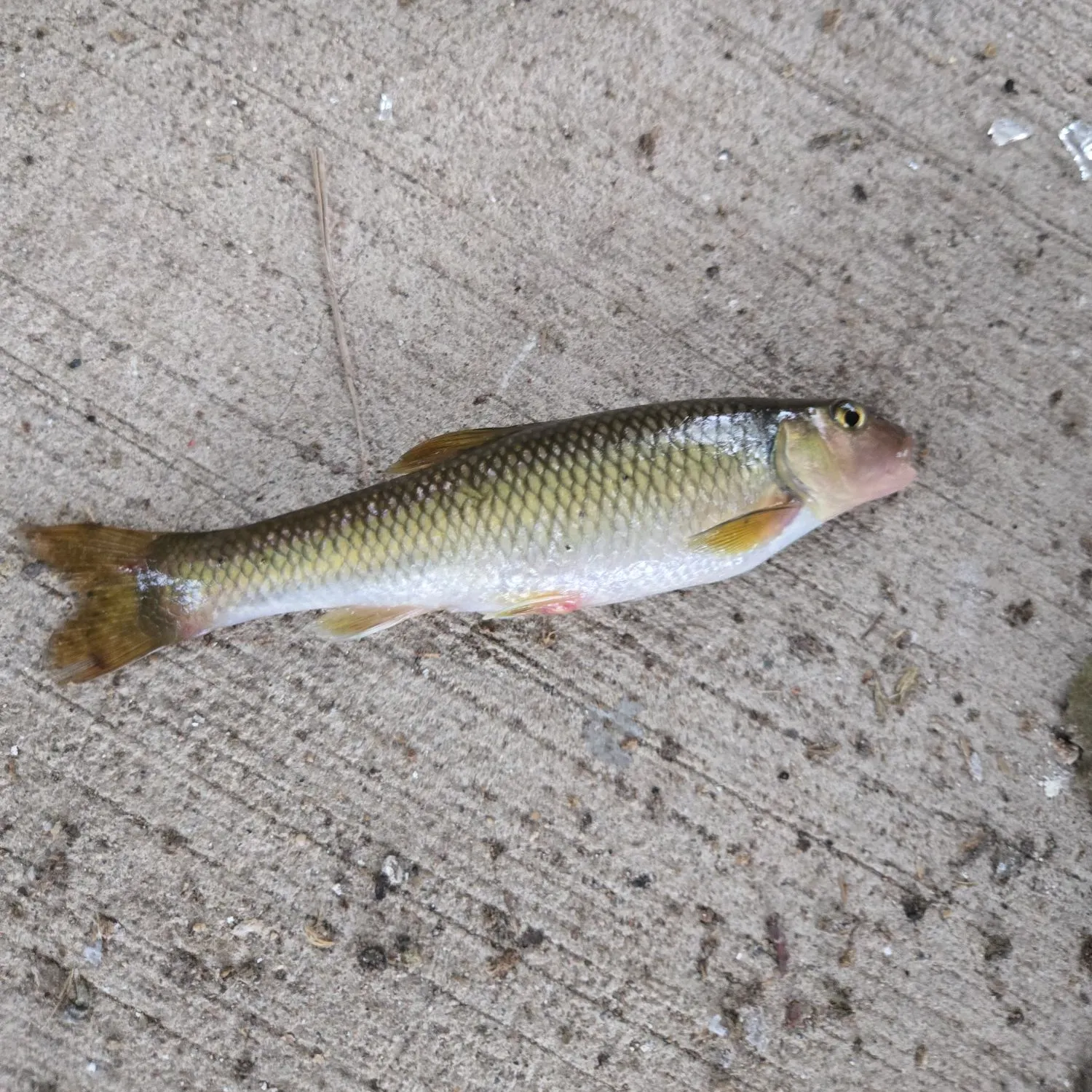 The most recent Hornyhead chub catches on Fishbrain