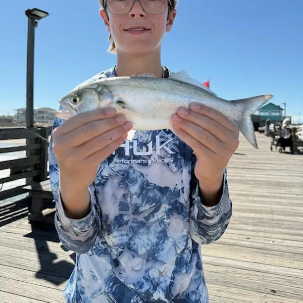 The most recent Bluefish catches on Fishbrain