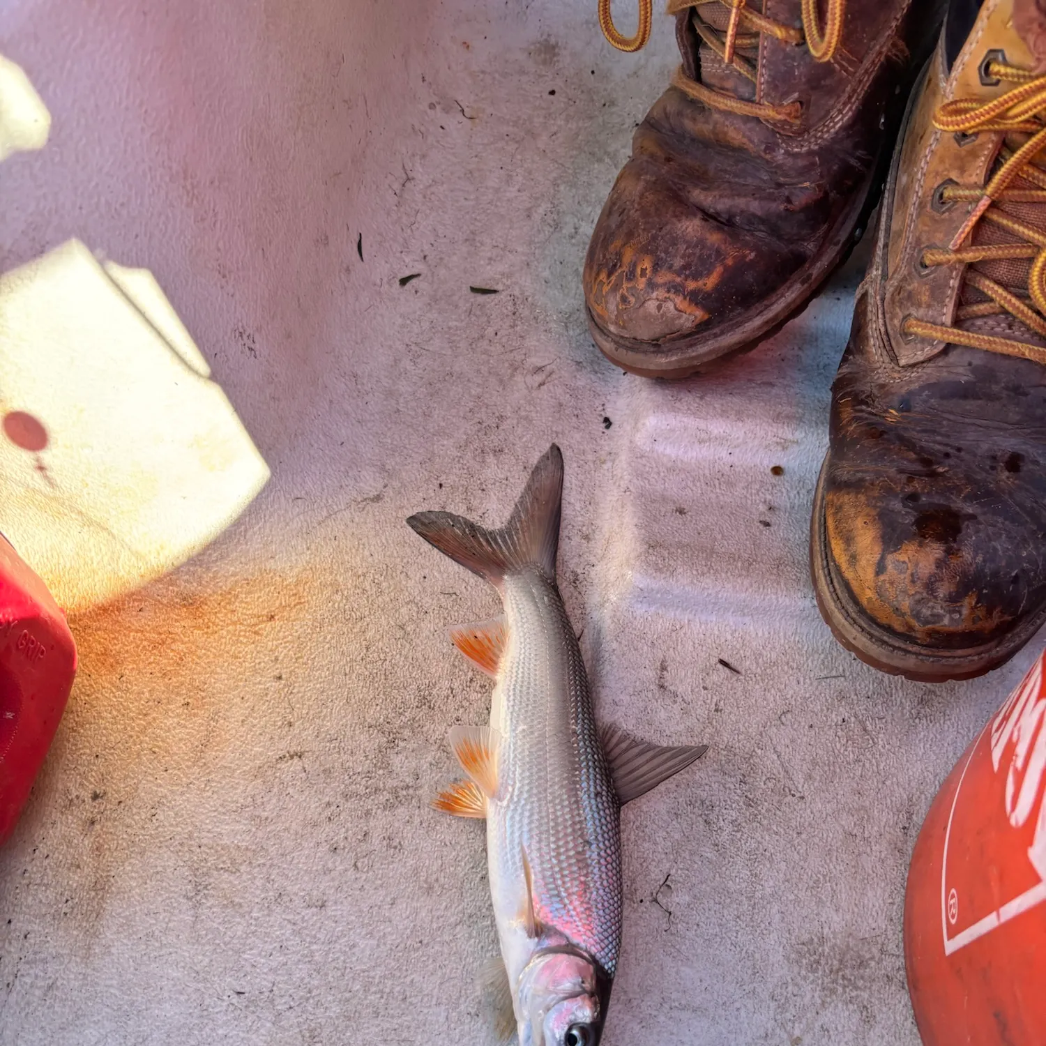 Splittail caught on Fishbrain