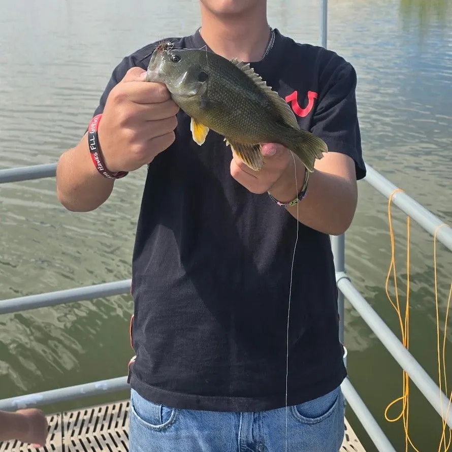 Green sunfish caught on Fishbrain