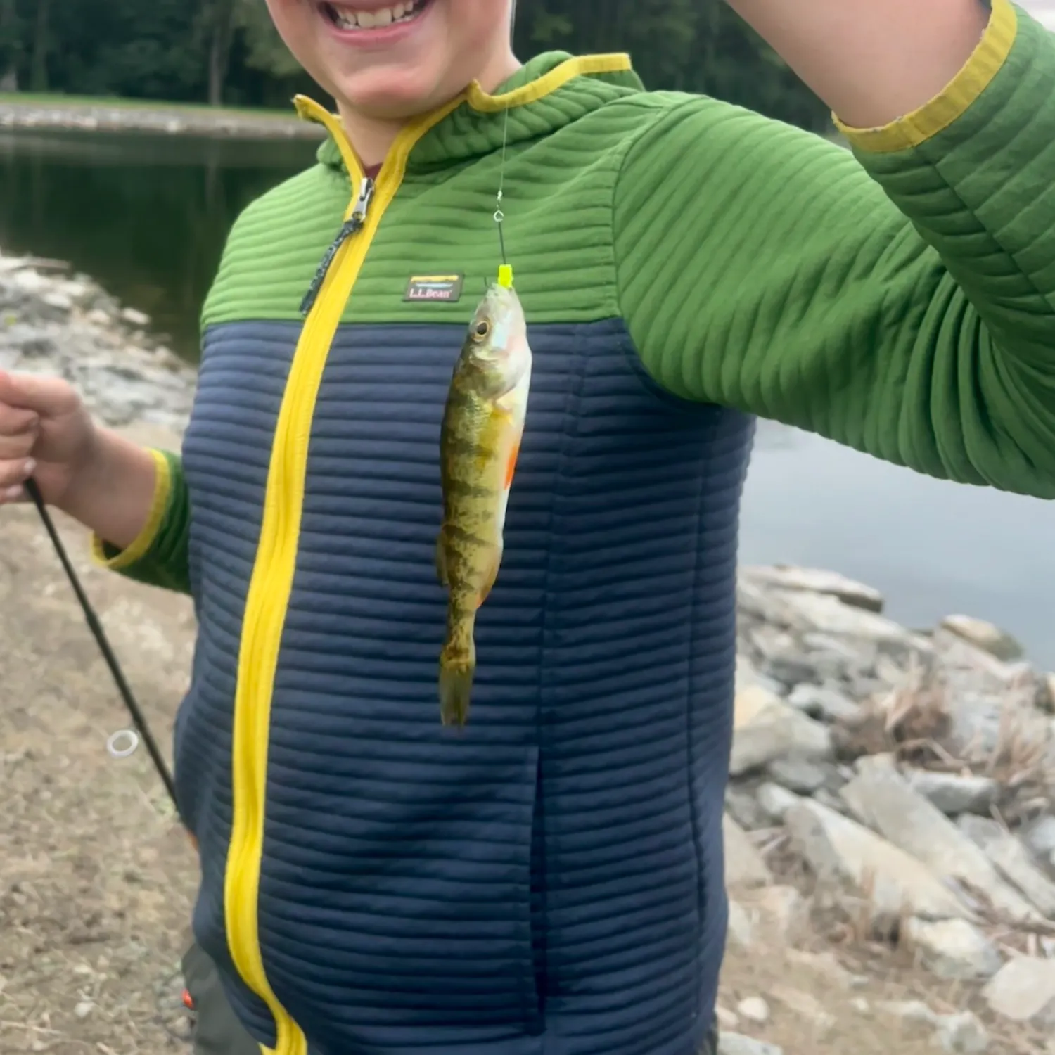 Yellow perch caught on Fishbrain