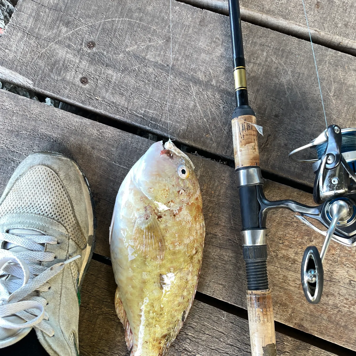recently logged catches