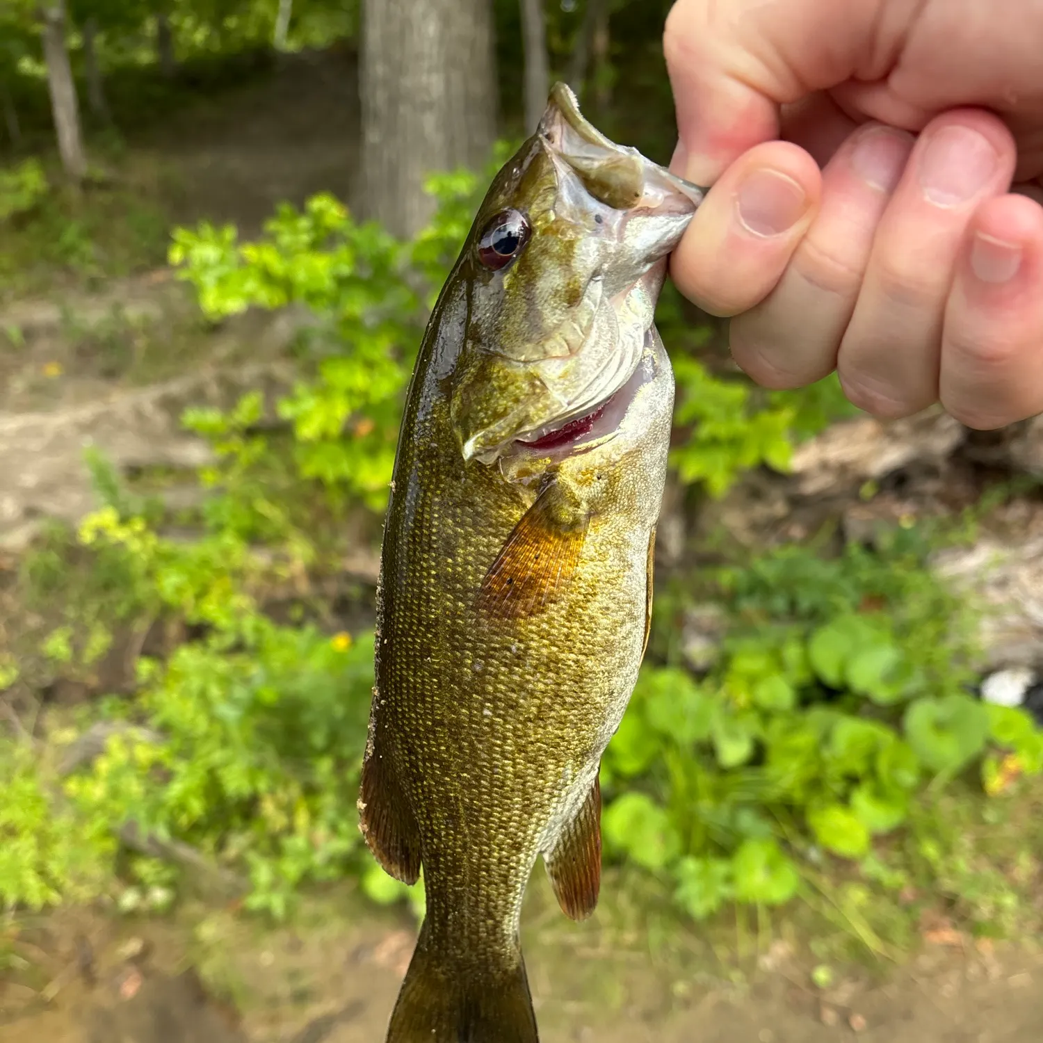Smallmouth bass caught on Fishbrain