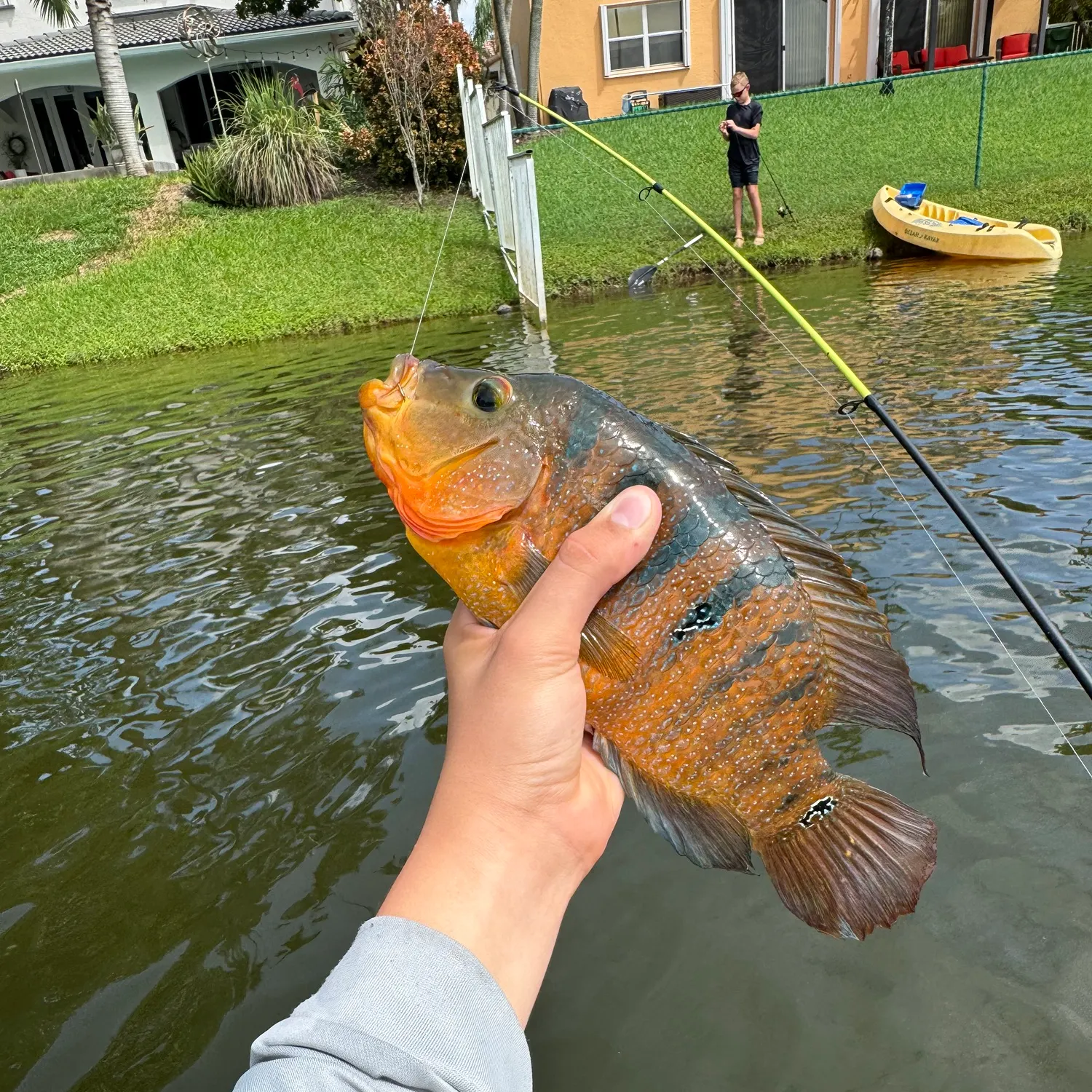 Mayan cichlid caught on Fishbrain