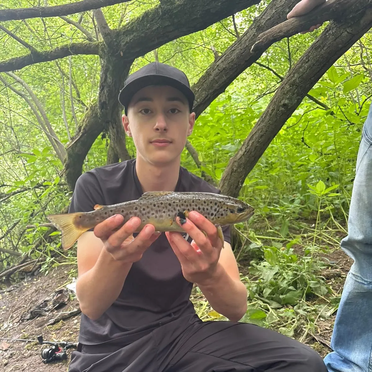Brown trout caught on Fishbrain