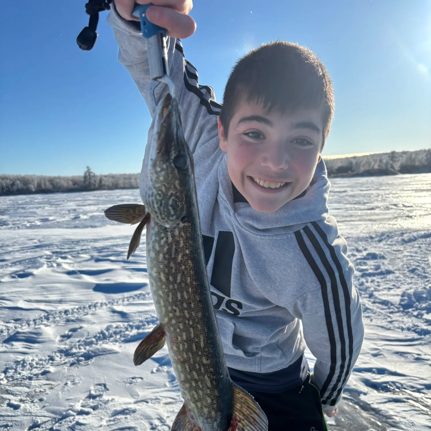 Northern pike caught on Fishbrain
