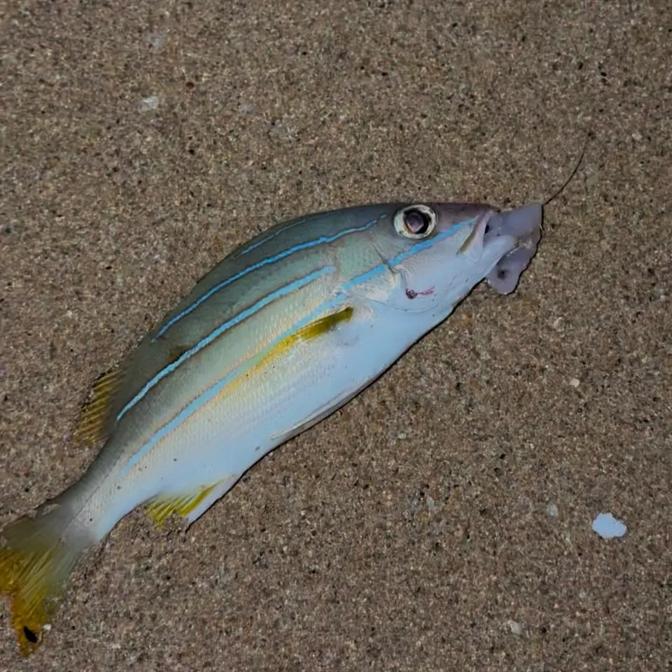 Bluefin trevally caught on Fishbrain