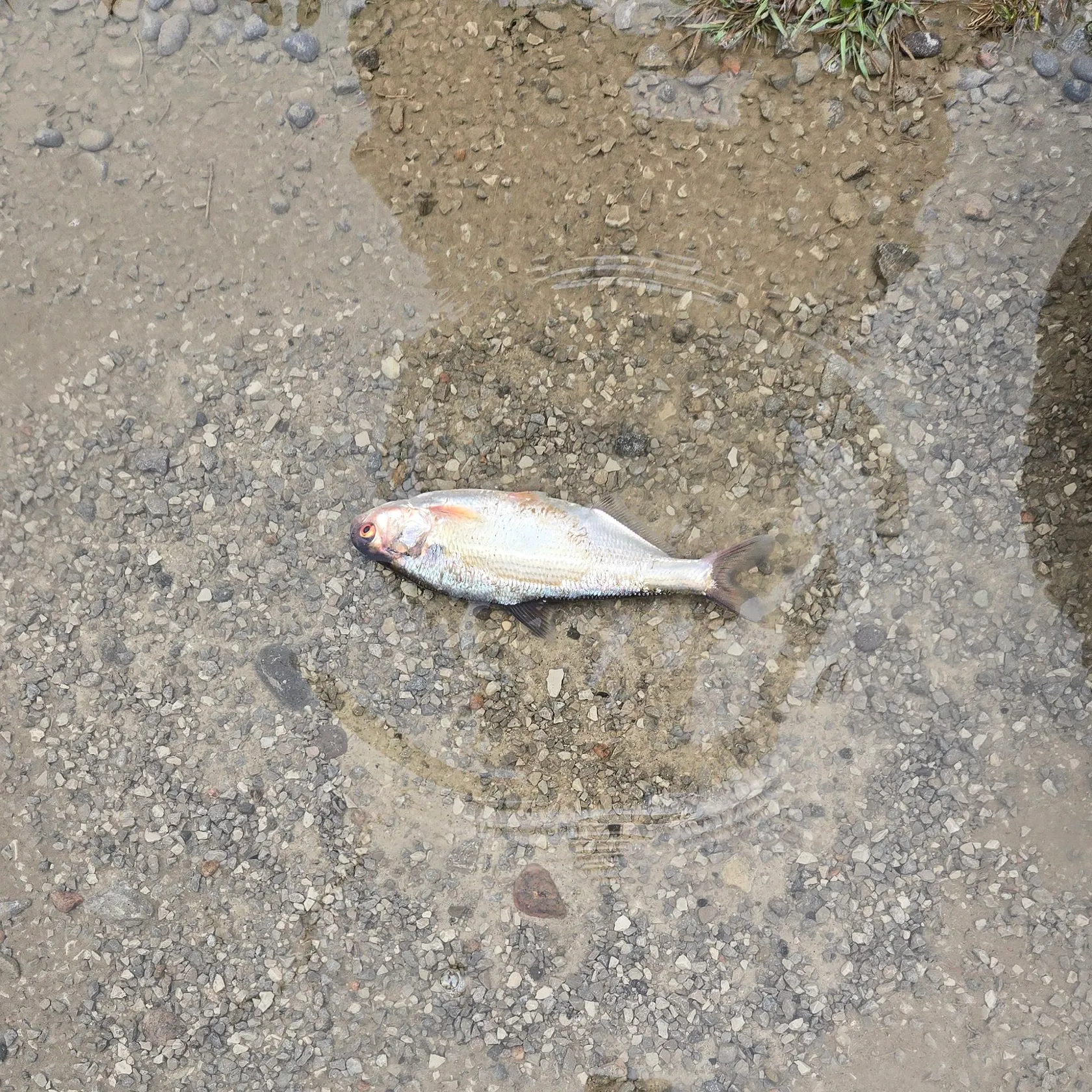 The most recent American gizzard shad catches on Fishbrain