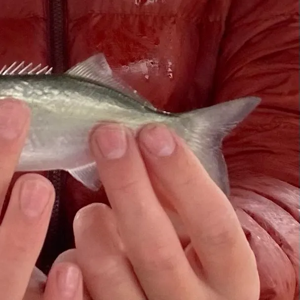 Bluefish caught on Fishbrain