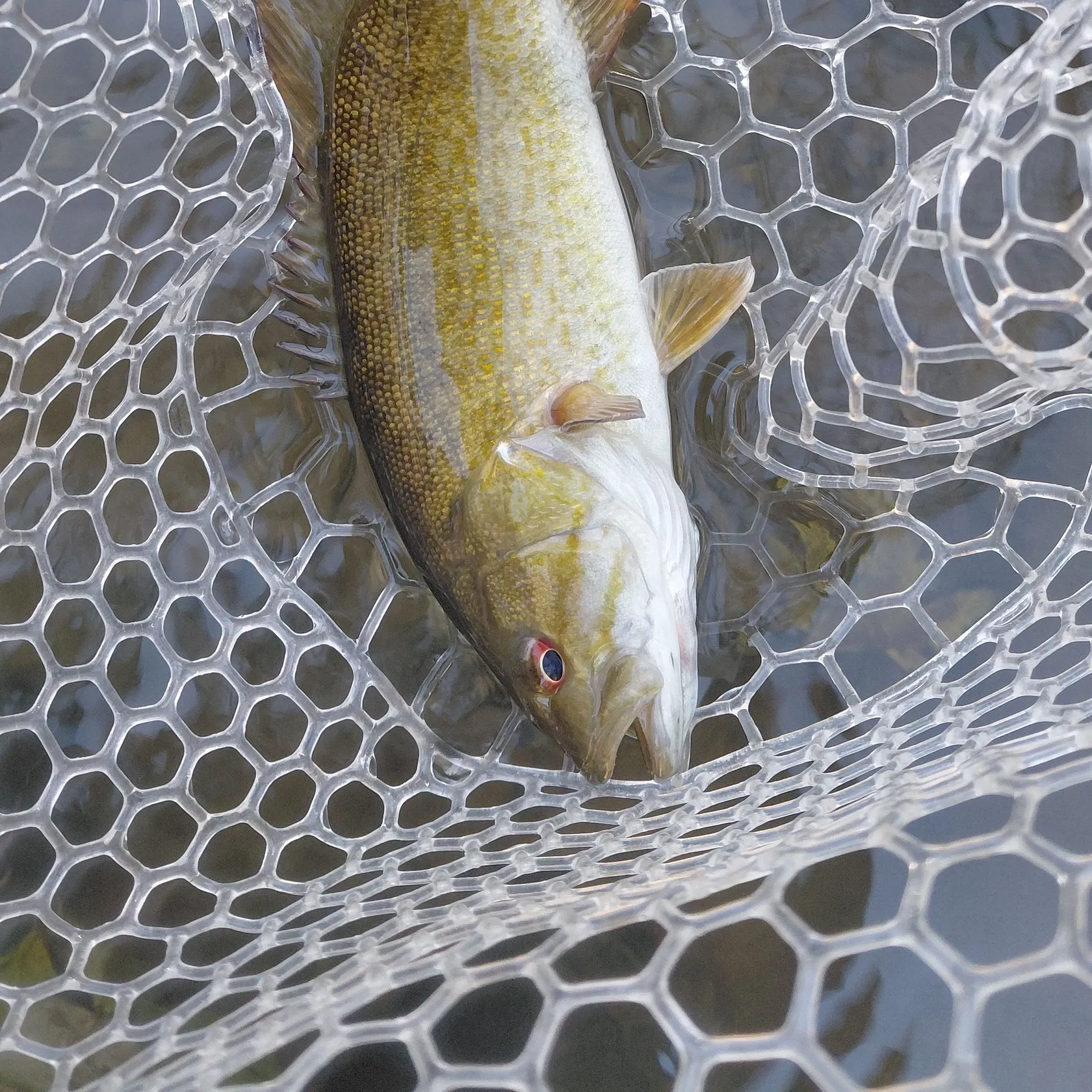 Smallmouth bass caught on Fishbrain