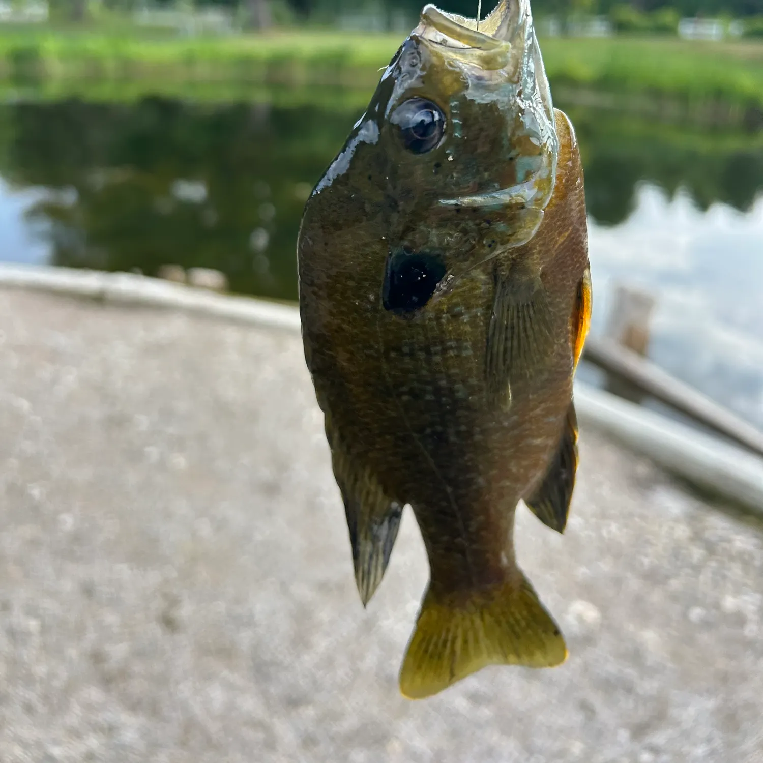 Bluegill caught on Fishbrain
