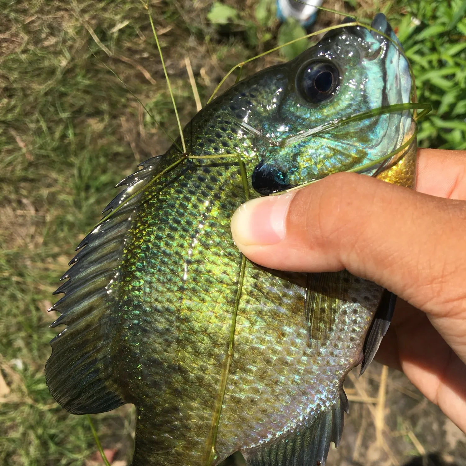 Bluegill caught on Fishbrain