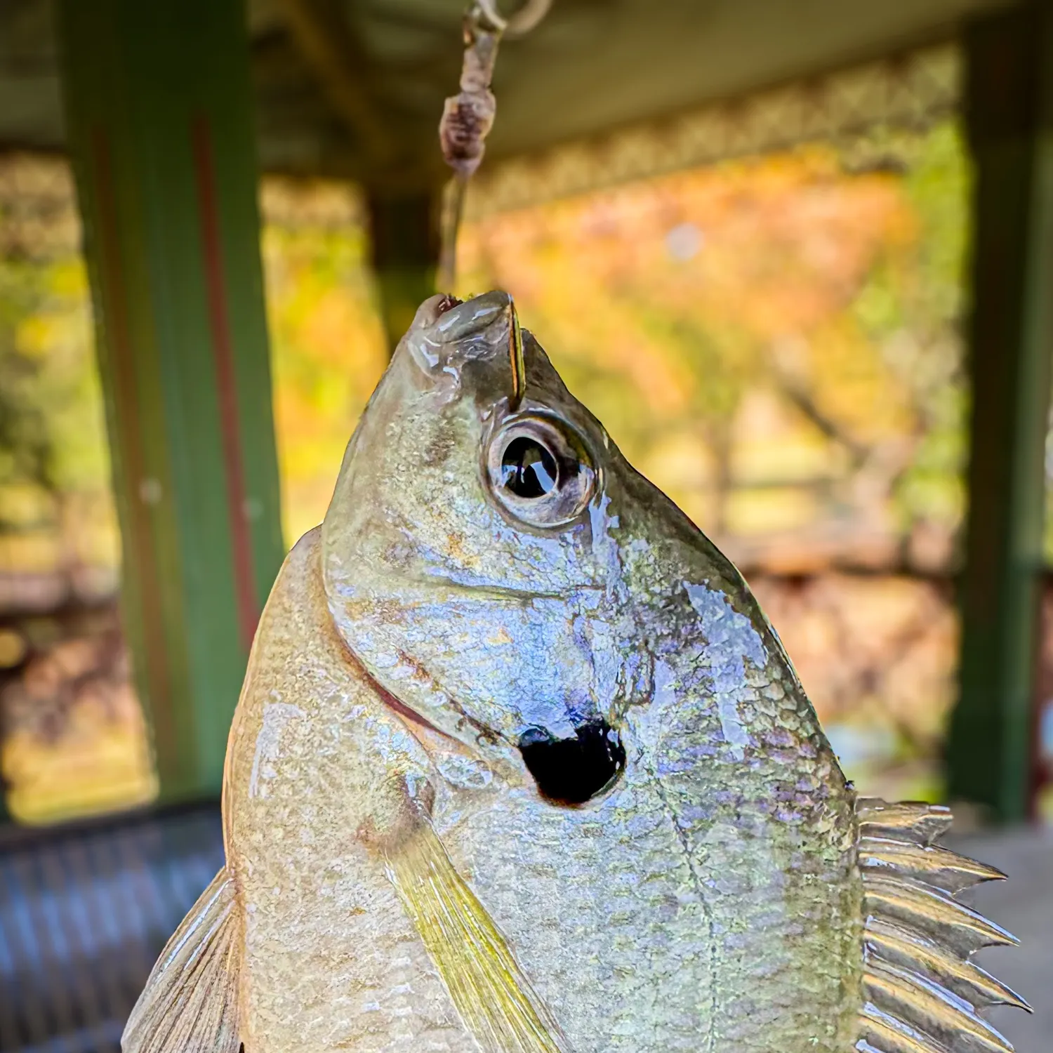 Bluegill caught on Fishbrain