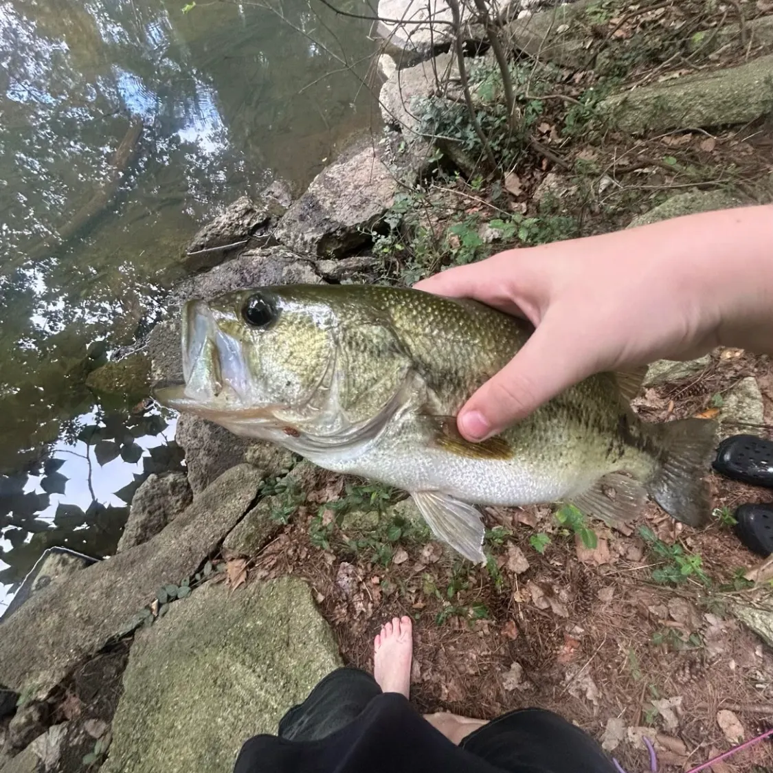 Largemouth bass caught on Fishbrain