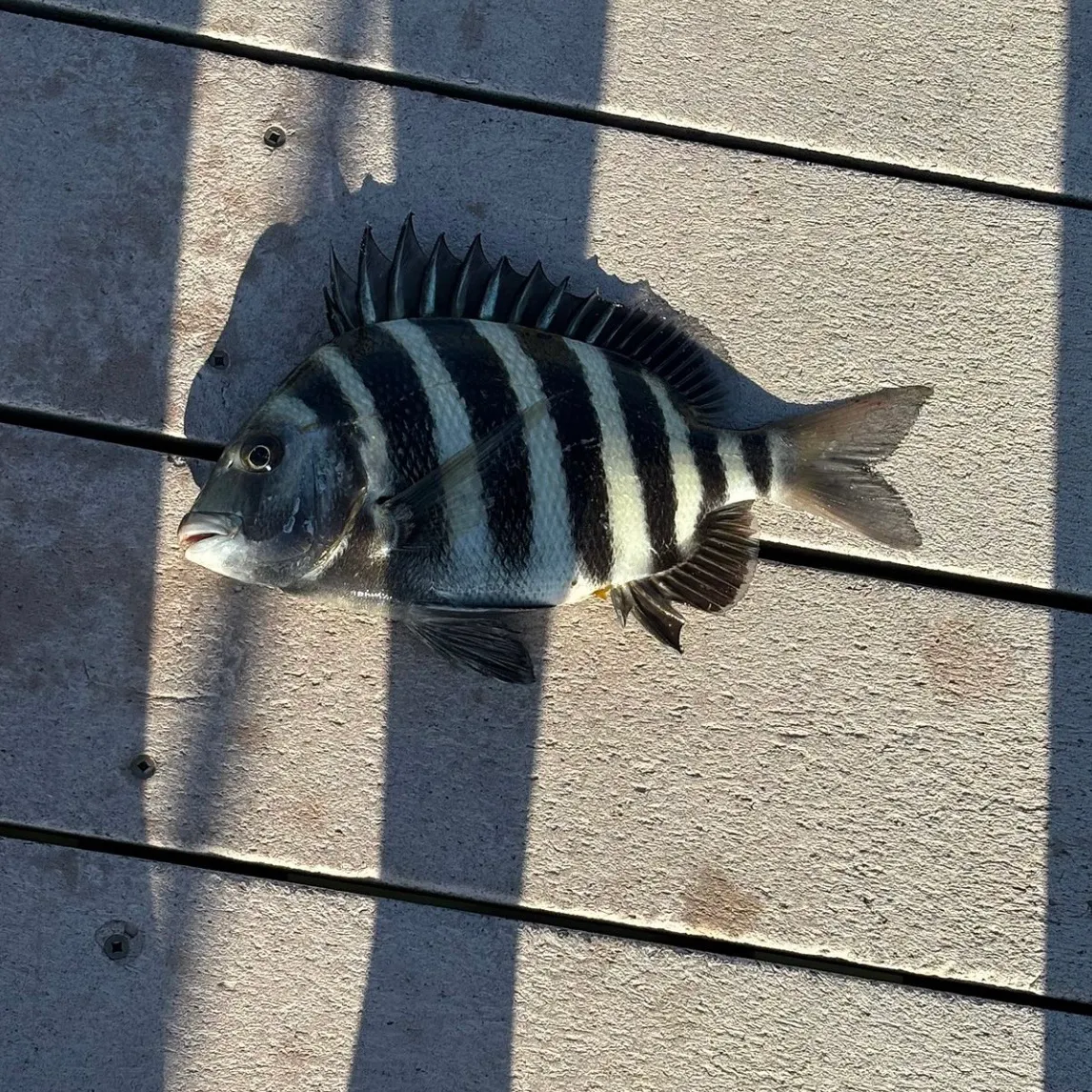 The most recent Sheepshead catches on Fishbrain
