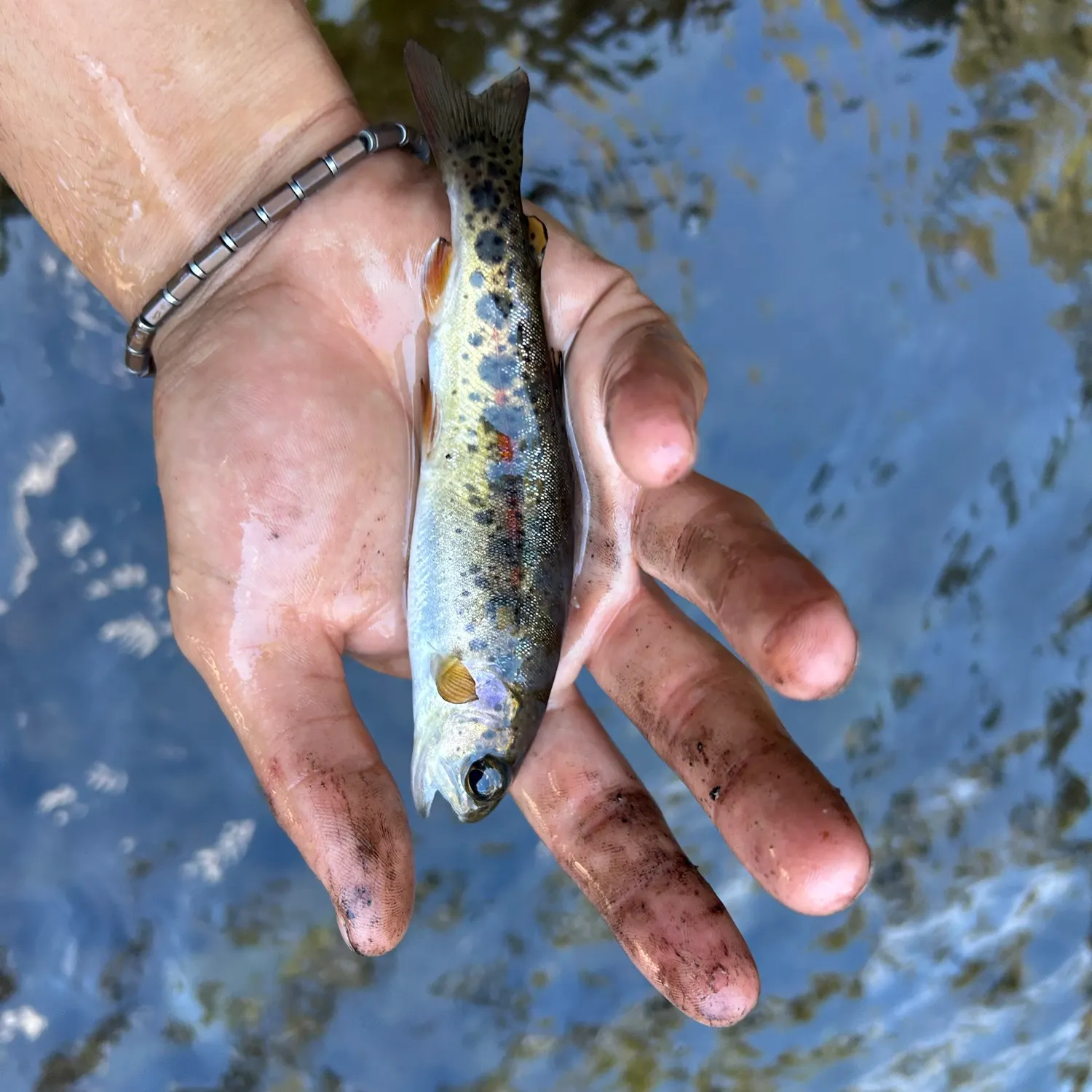 Rainbow trout caught on Fishbrain