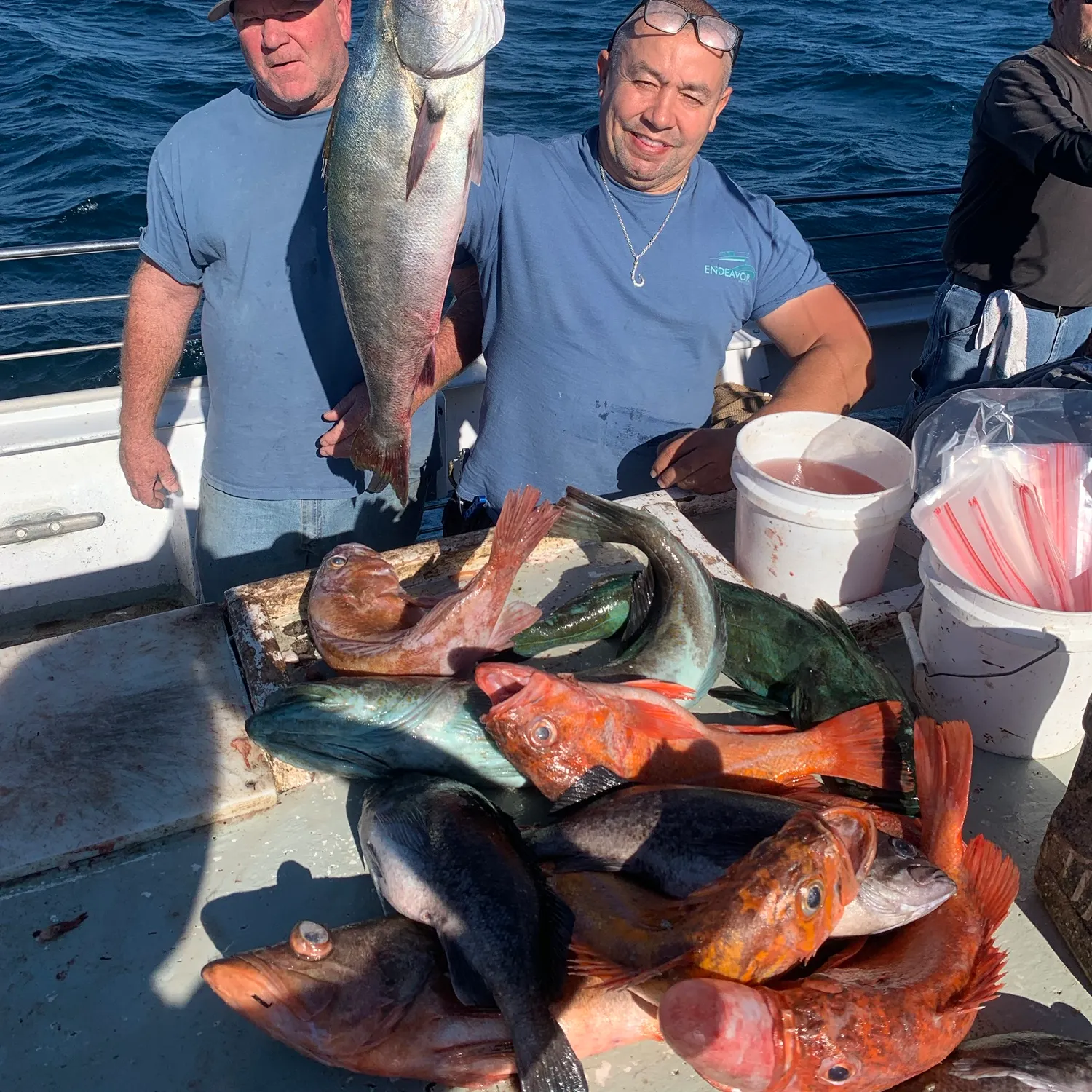 White seabass caught on Fishbrain