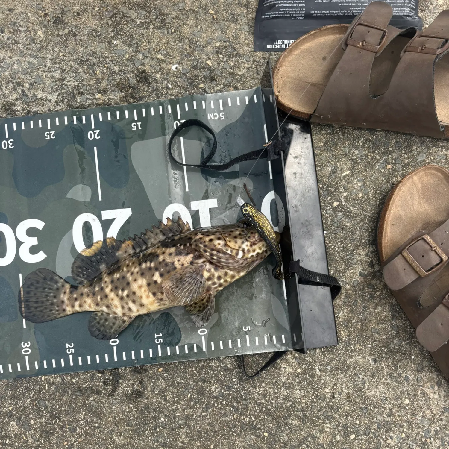 Orange-spotted grouper caught on Fishbrain
