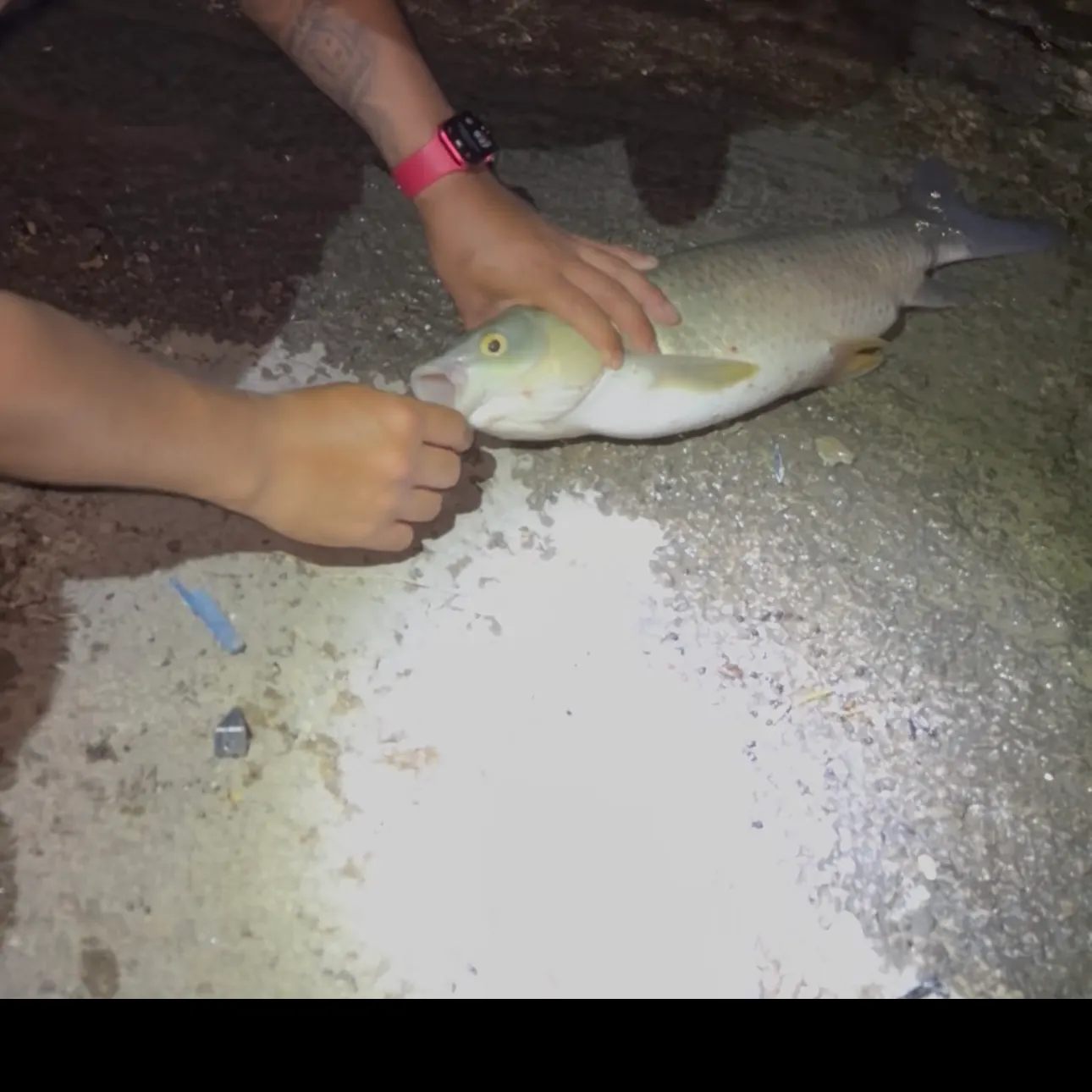 Grass carp caught on Fishbrain