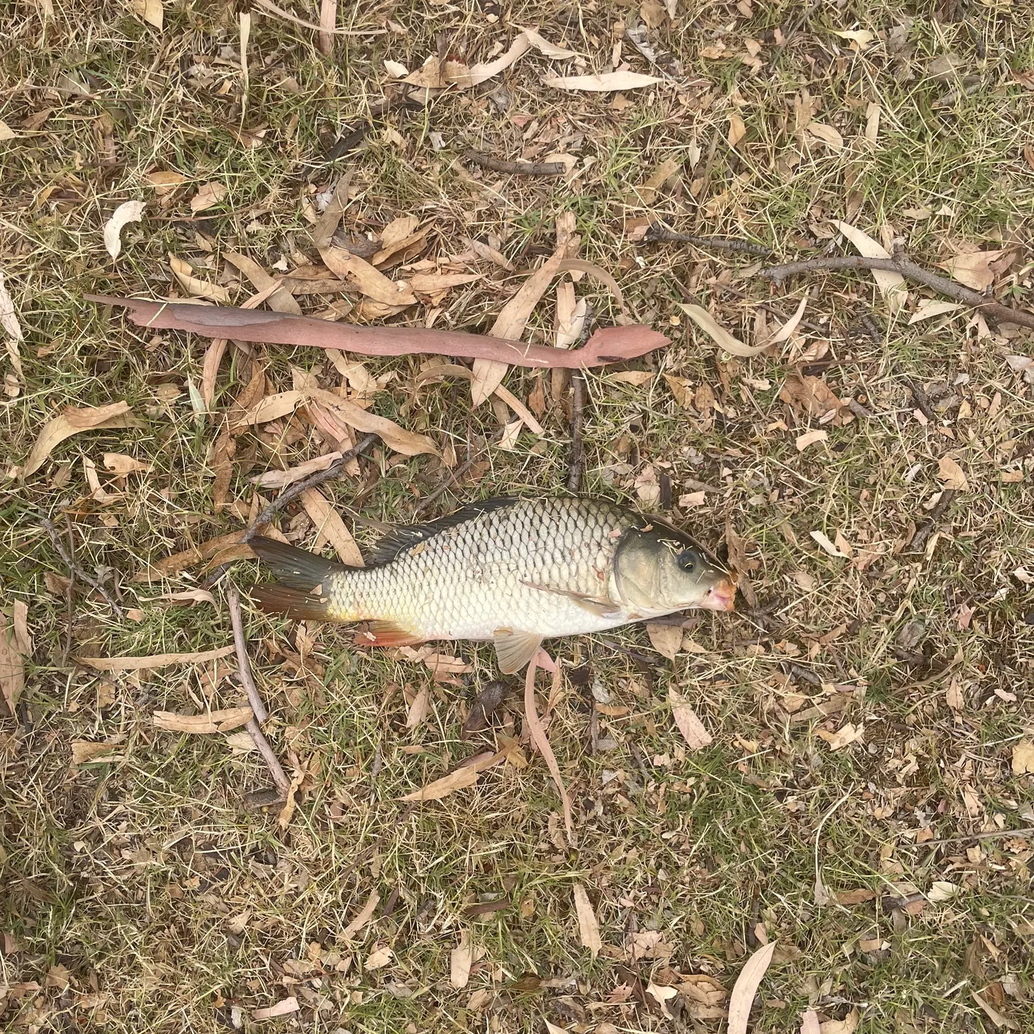 Common carp caught on Fishbrain