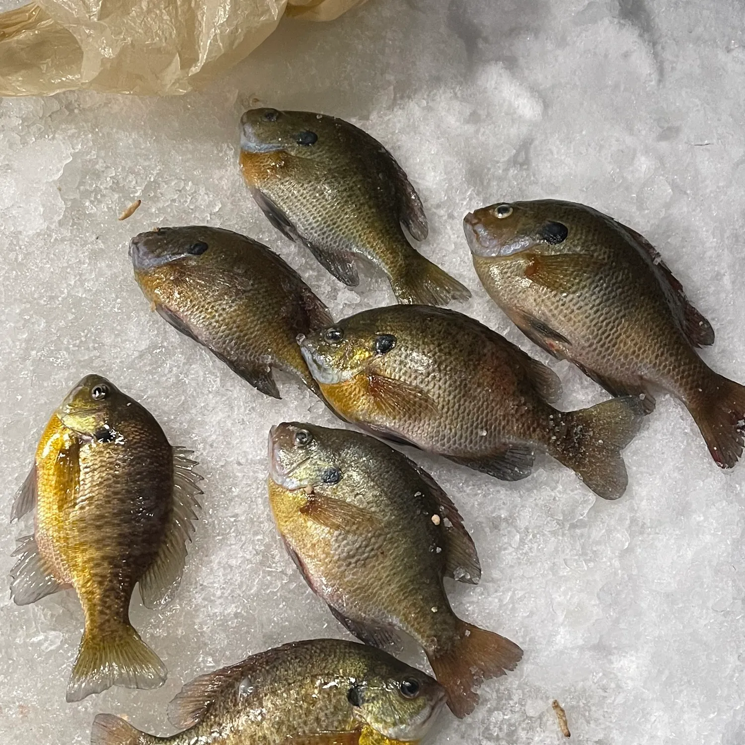 The most recent Bluegill catches on Fishbrain